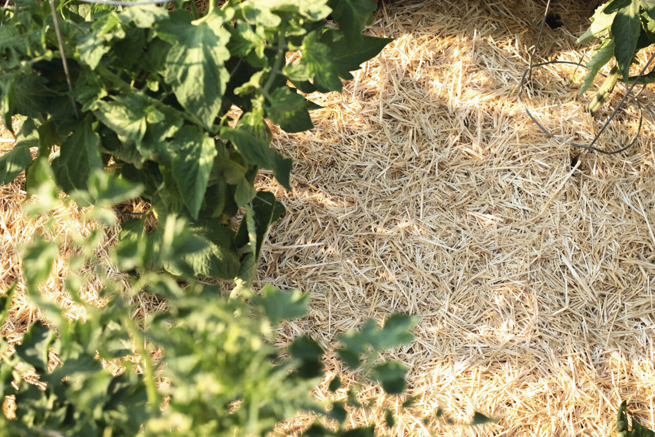 Garden Straw - Image 3