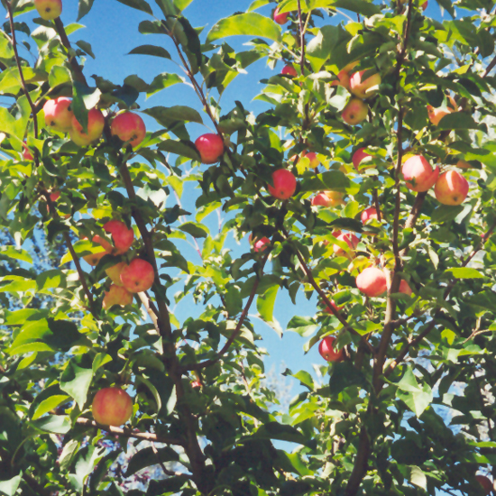 September Ruby Apple (Malus 'September Ruby')