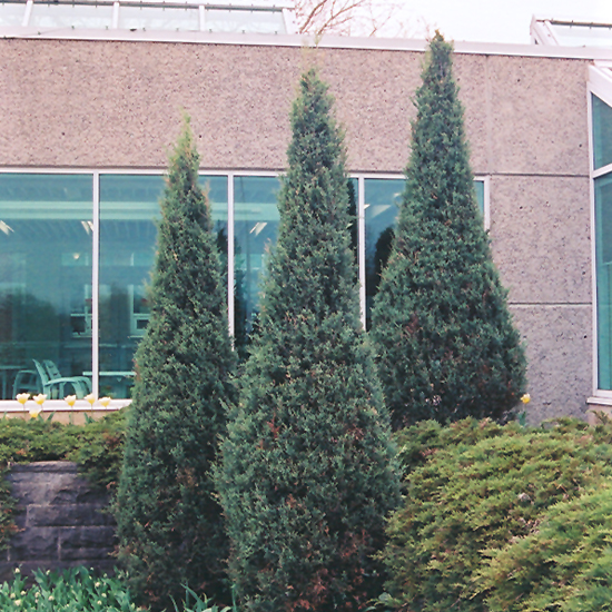 Skyrocket Juniper (Juniperus scopulorum 'Skyrocket') Skyrocket Juniper (Juniperus scopulorum 'Skyrocket')
