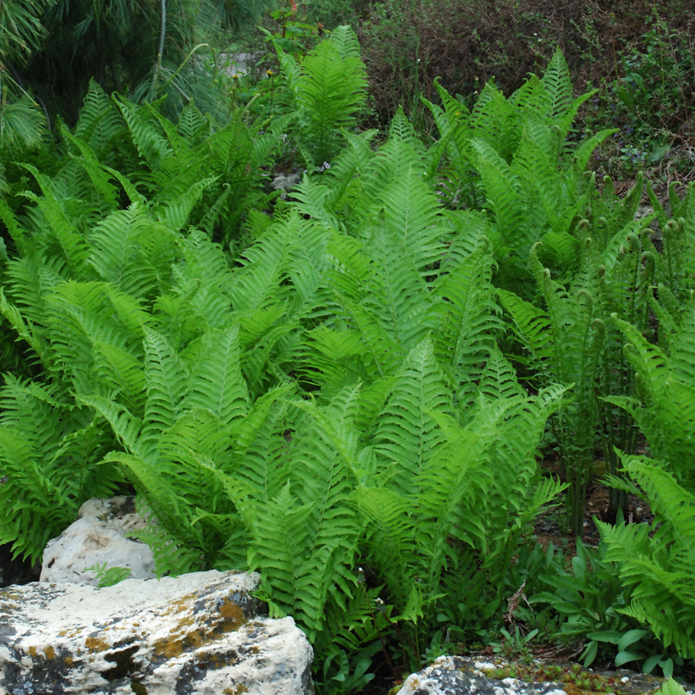 Ostrich Fern (Matteuccia struthiopteris)