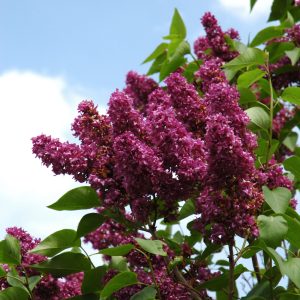 Charles Joly Lilac