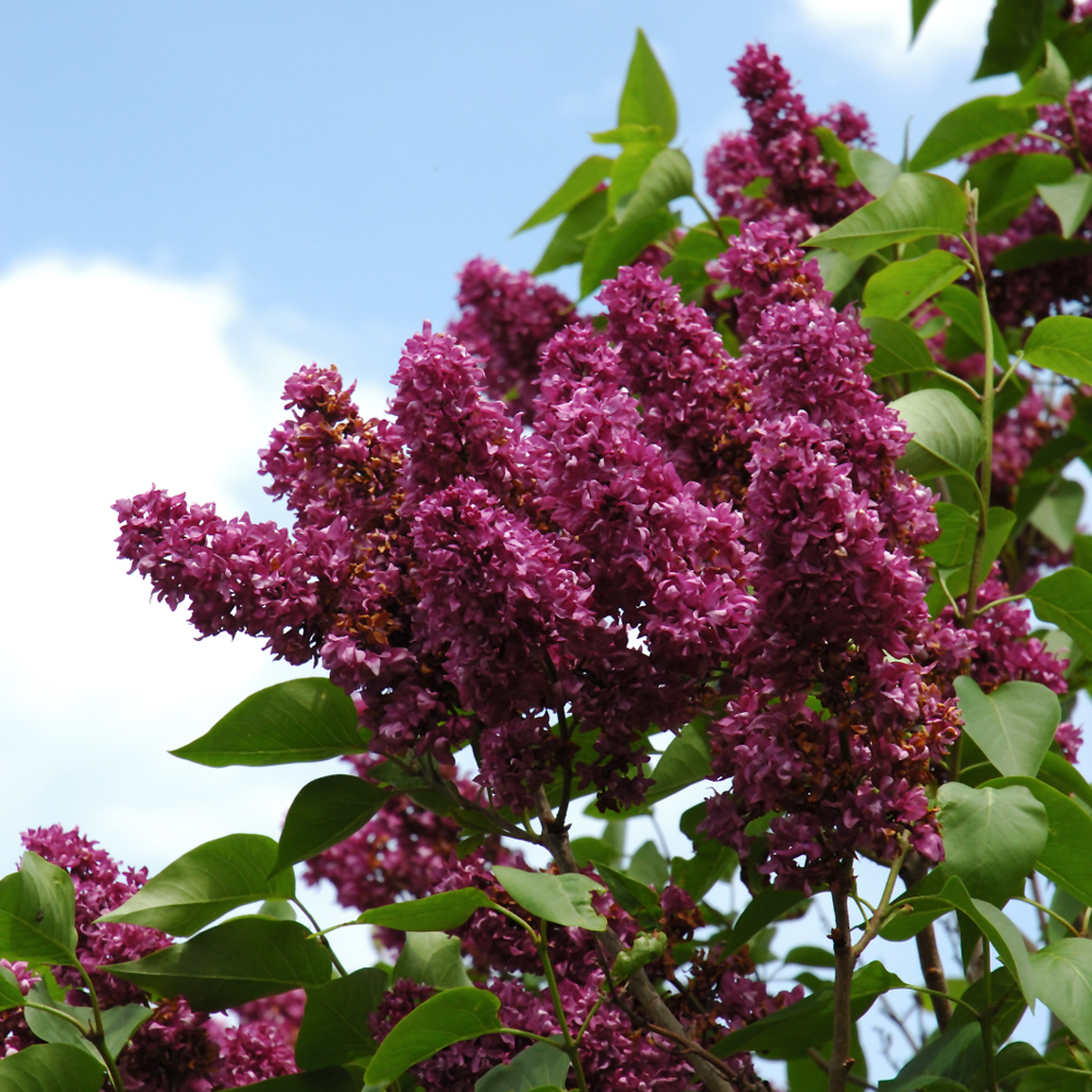 Charles Joly Lilac
