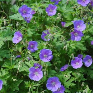 Johnson's Blue Hardy Geranium