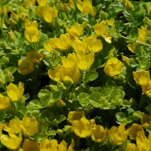 Creeping Jenny