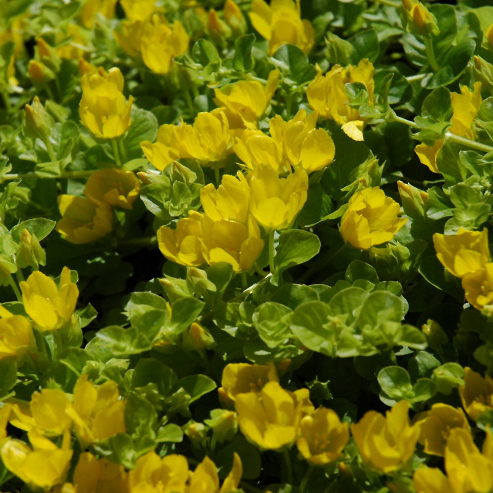 Creeping Jenny