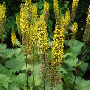 The Rocket Ligularia