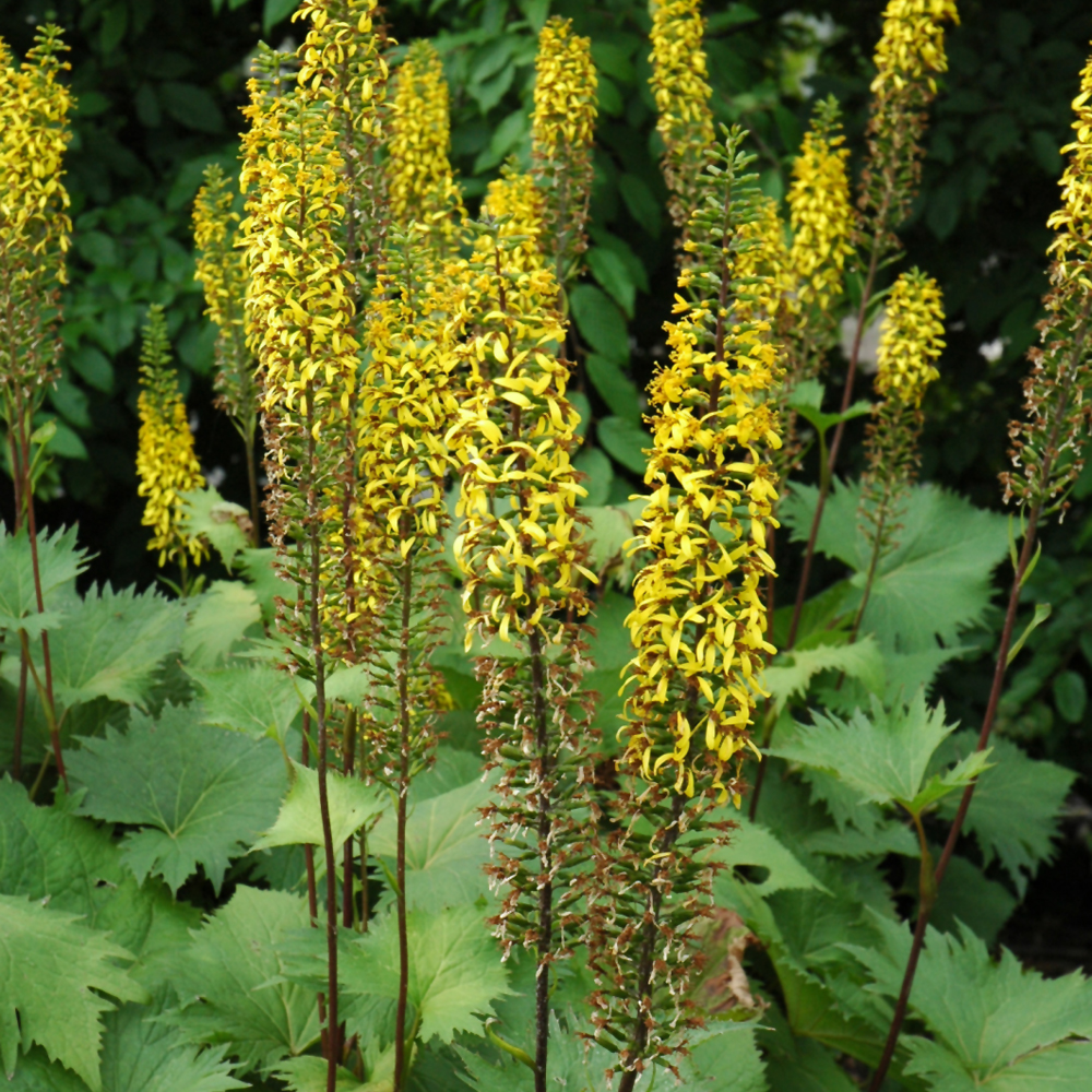 The Rocket Rayflower (Ligularia 'The Rocket')