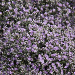 Sea Lavender