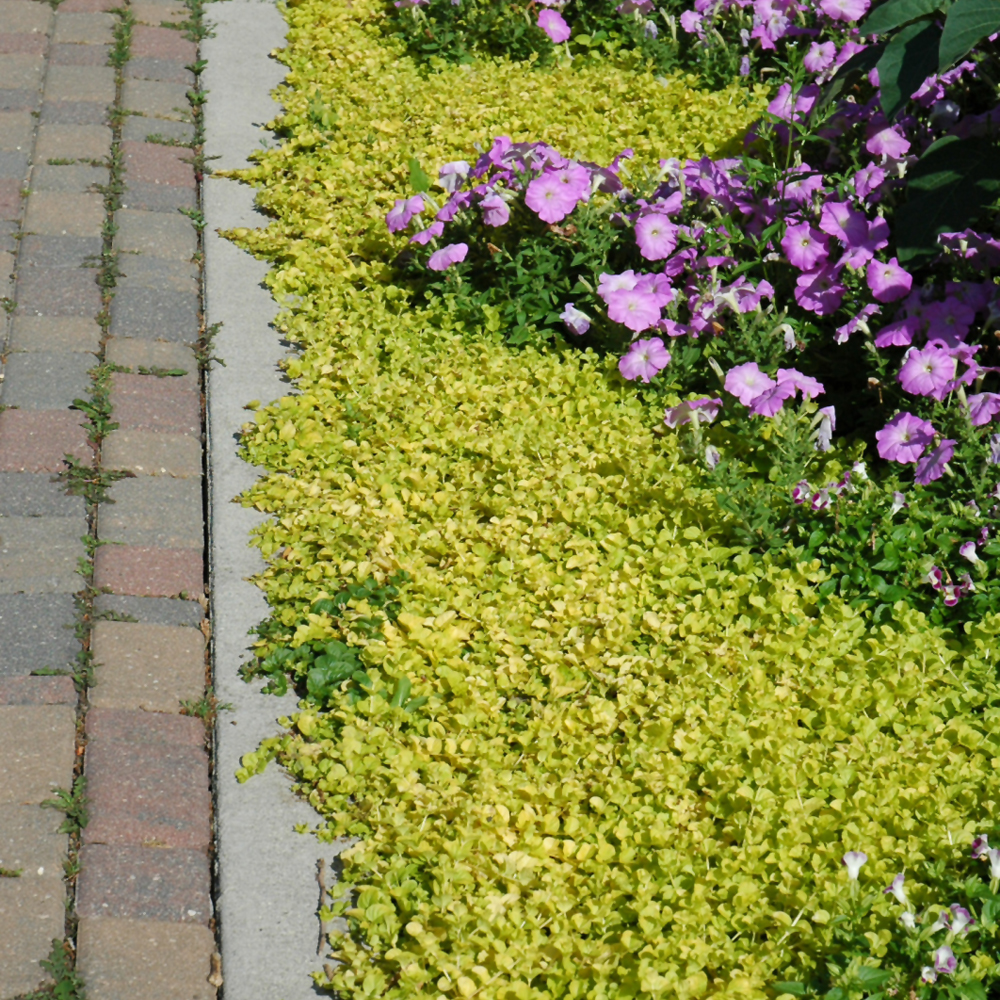 Golden Creeping Jenny (Lysimachia nummularia 'Aurea')