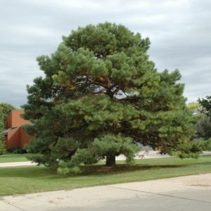 Scotch Pine