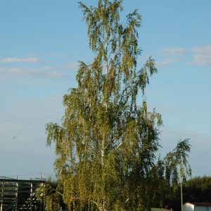 Weeping Birch