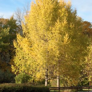 Siberian Larch