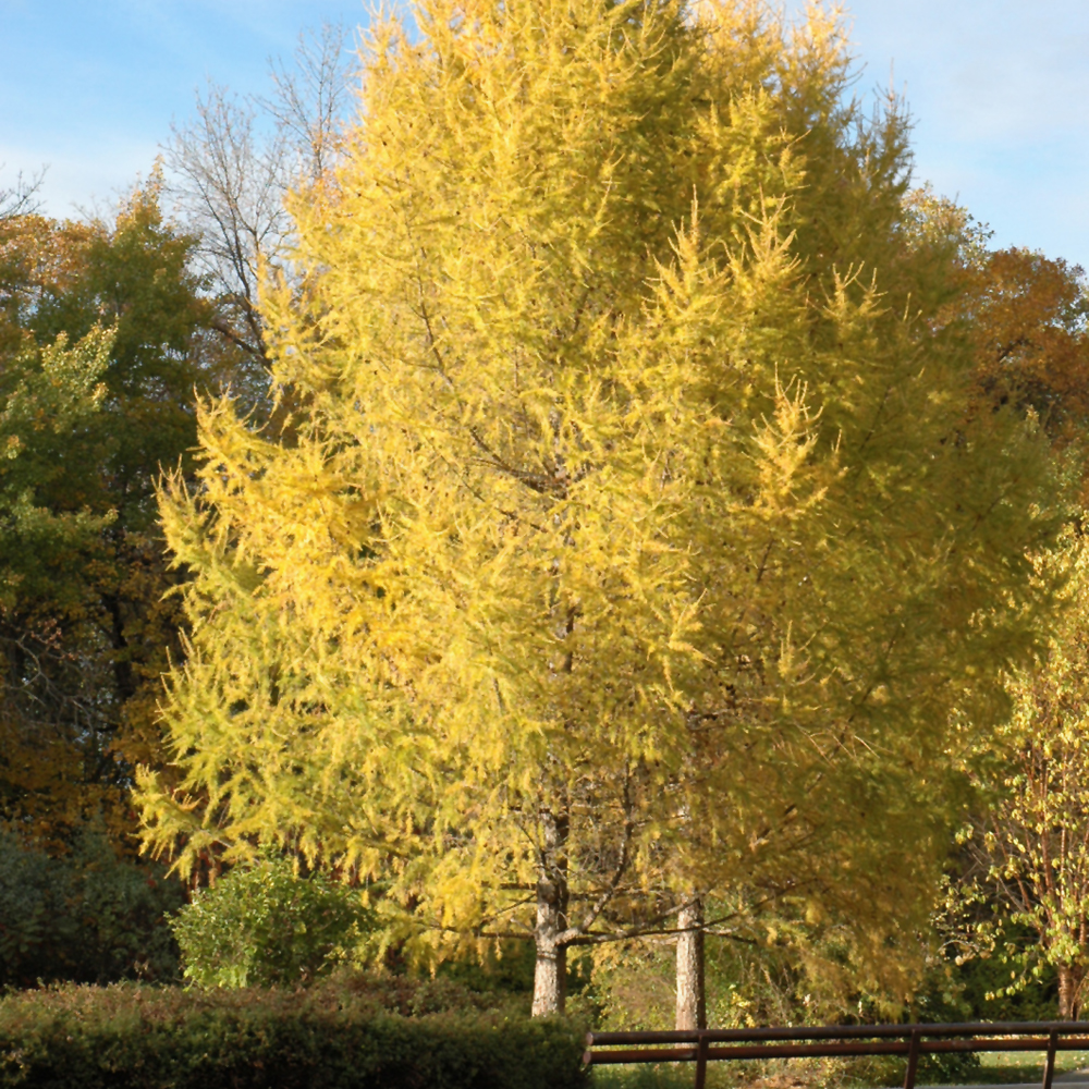 Siberian Larch (Larix sibirica)