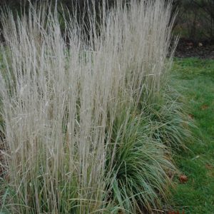Avalanche Feather Reed Grass