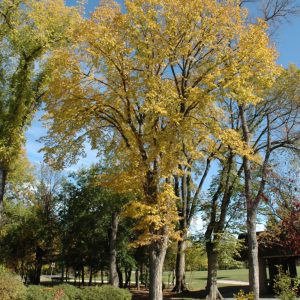 American Elm