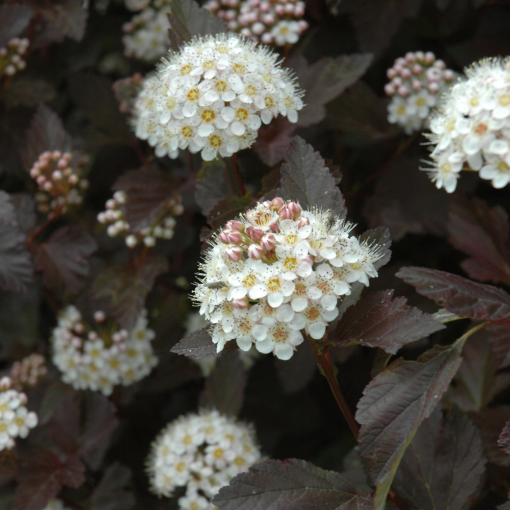 Diablo® Ninebark (Physocarpus opulifolius 'Monlo')