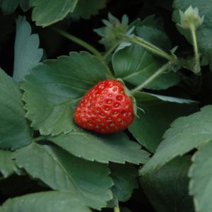 Fort Laramie Strawberry
