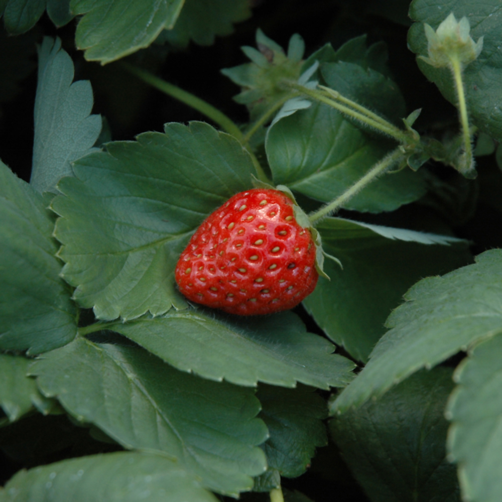 Fort Laramie Strawberry (Fragaria 'Fort Laramie')