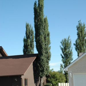 Swedish Columnar Aspen