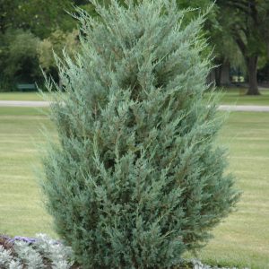 Moonglow Upright Juniper