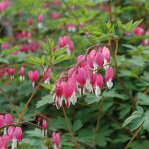Pink Common Bleeding Heart