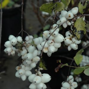 Snowberry