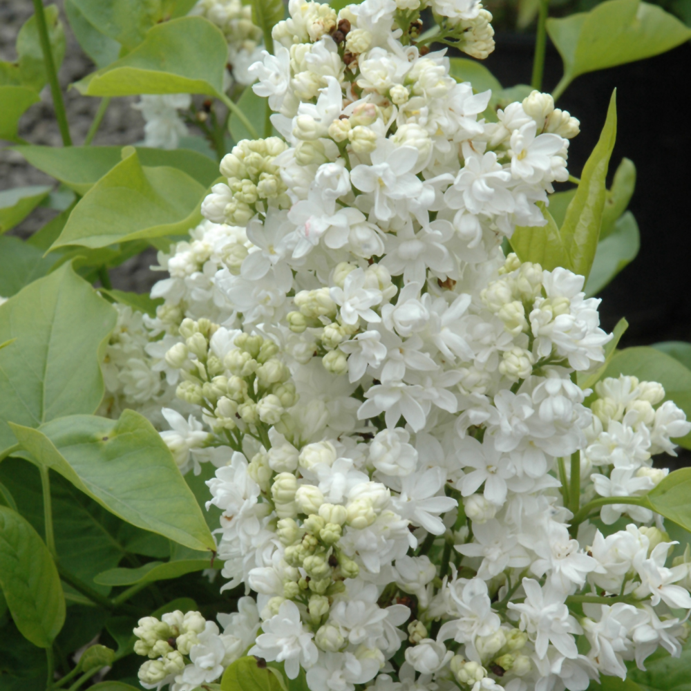 Mme. Lemoine Lilac (Syringa vulgaris 'Mme. Lemoine')