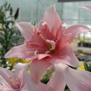 Elodie Asiatic Lily