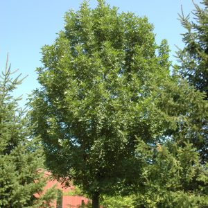 Prairie Spire Green Ash