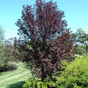 Midnight Schubert Chokecherry