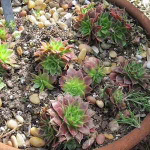 Hens and Chicks