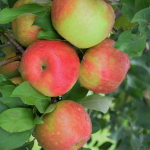 Honeycrisp Apple