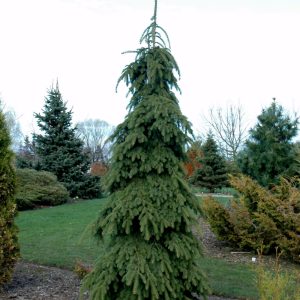Weeping Spruce