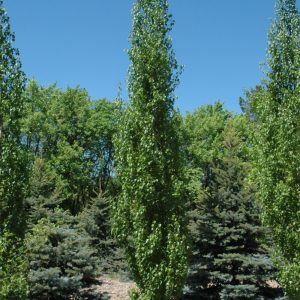 Parkland Pillar Birch