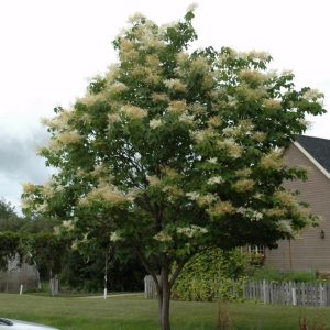 Japanese Tree Lilac