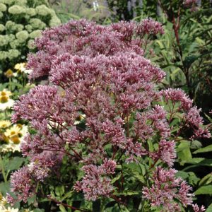 Baby Joe Pye Weed