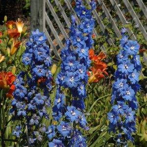 Cobalt Dreams Delphinium