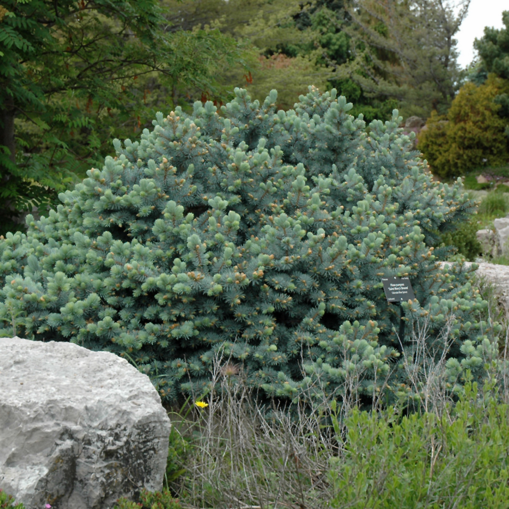 St. Mary's Broom Creeping Blue Spruce