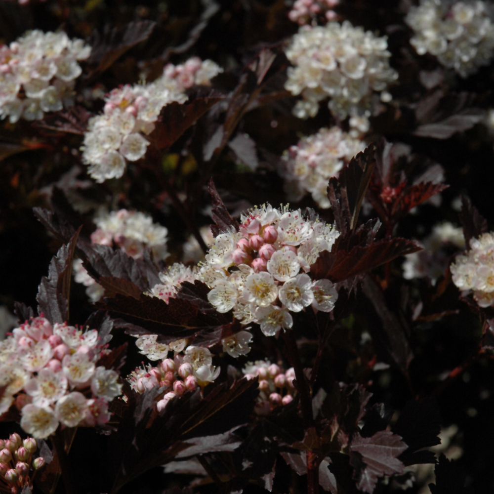 Tiny Wine® Ninebark (Physocarpus opulifolius 'SMPOTW')