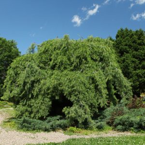 Weeping Pine