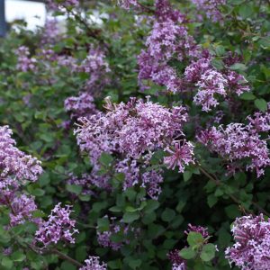 Bloomerang Lilac