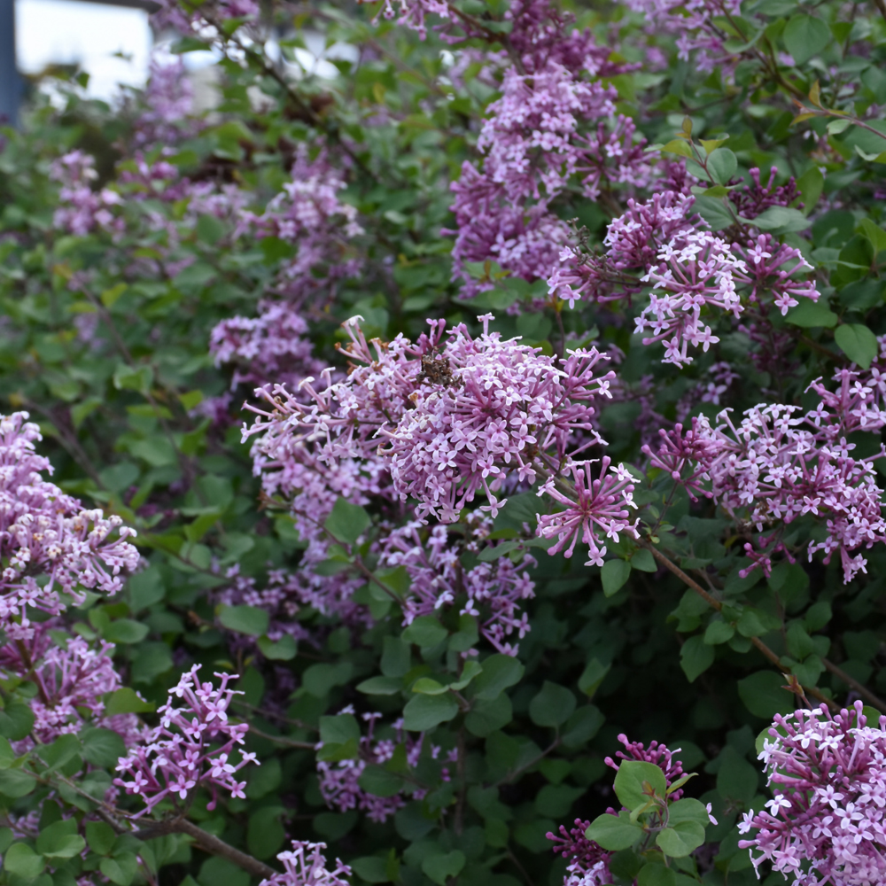 Bloomerang Lilac