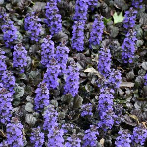 Black Scallop Bugleweed