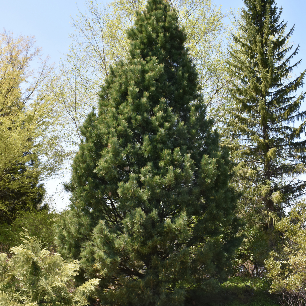 Swiss Stone Pine (Pinus cembra)