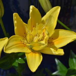 Fata Morgana Asiatic Lily