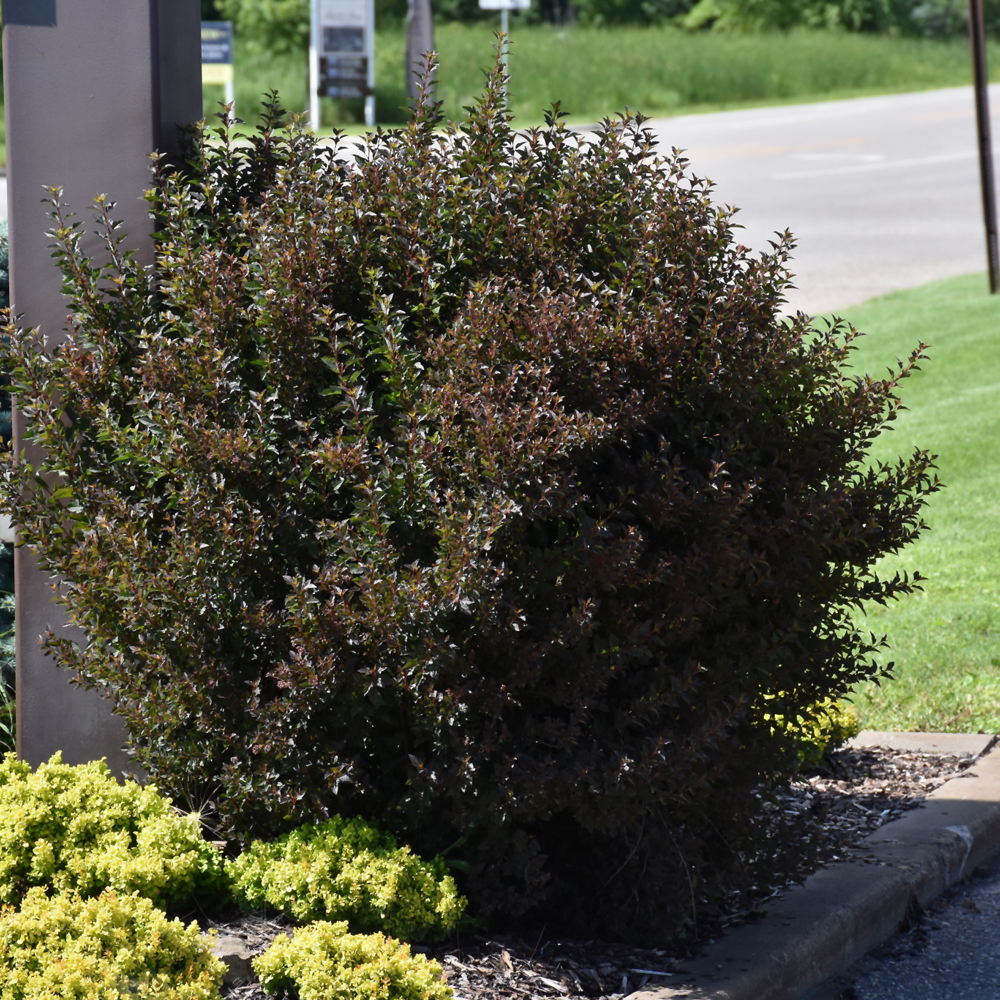 Little Devil Ninebark