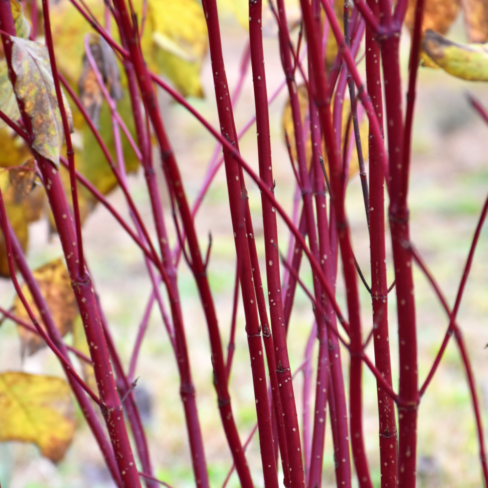 Red Osier Dogwood (Cornus sericea)