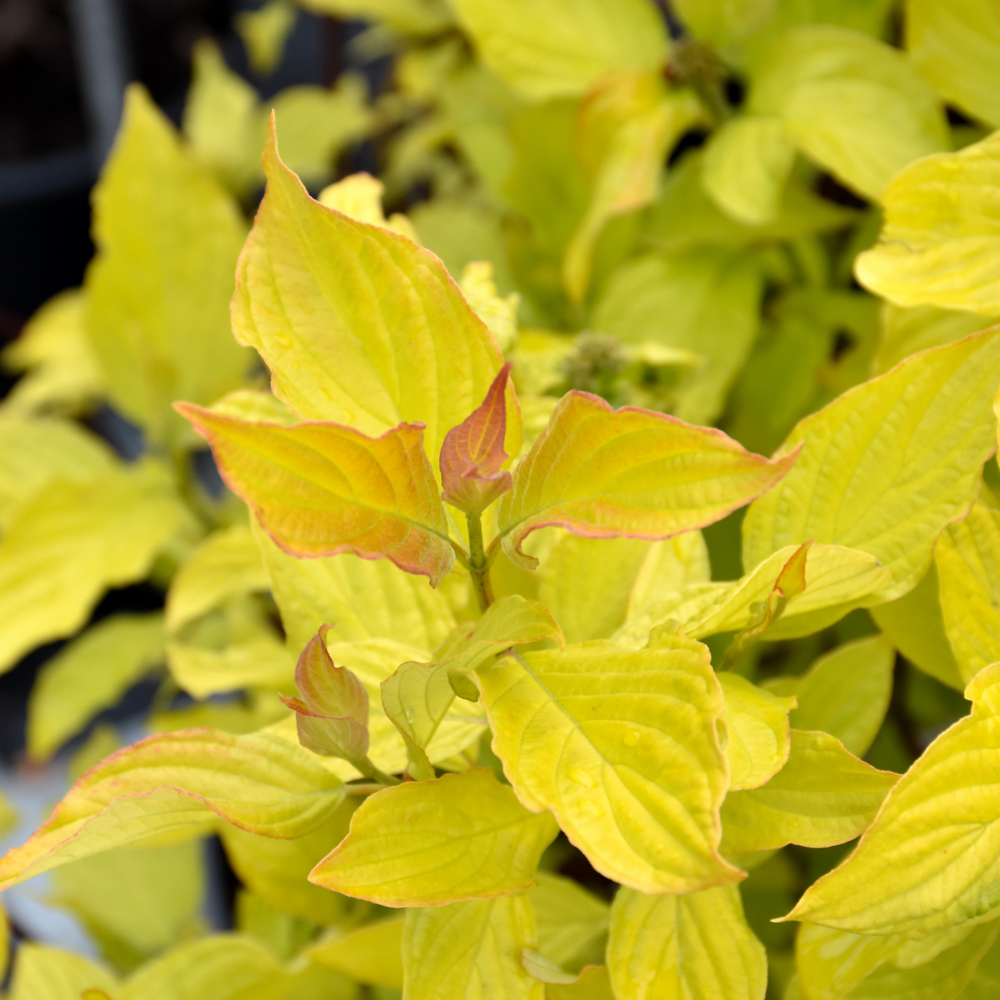 Neon Burst™ Dogwood (Cornus alba 'ByBoughen')