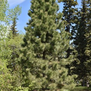 Ponderosa Pine