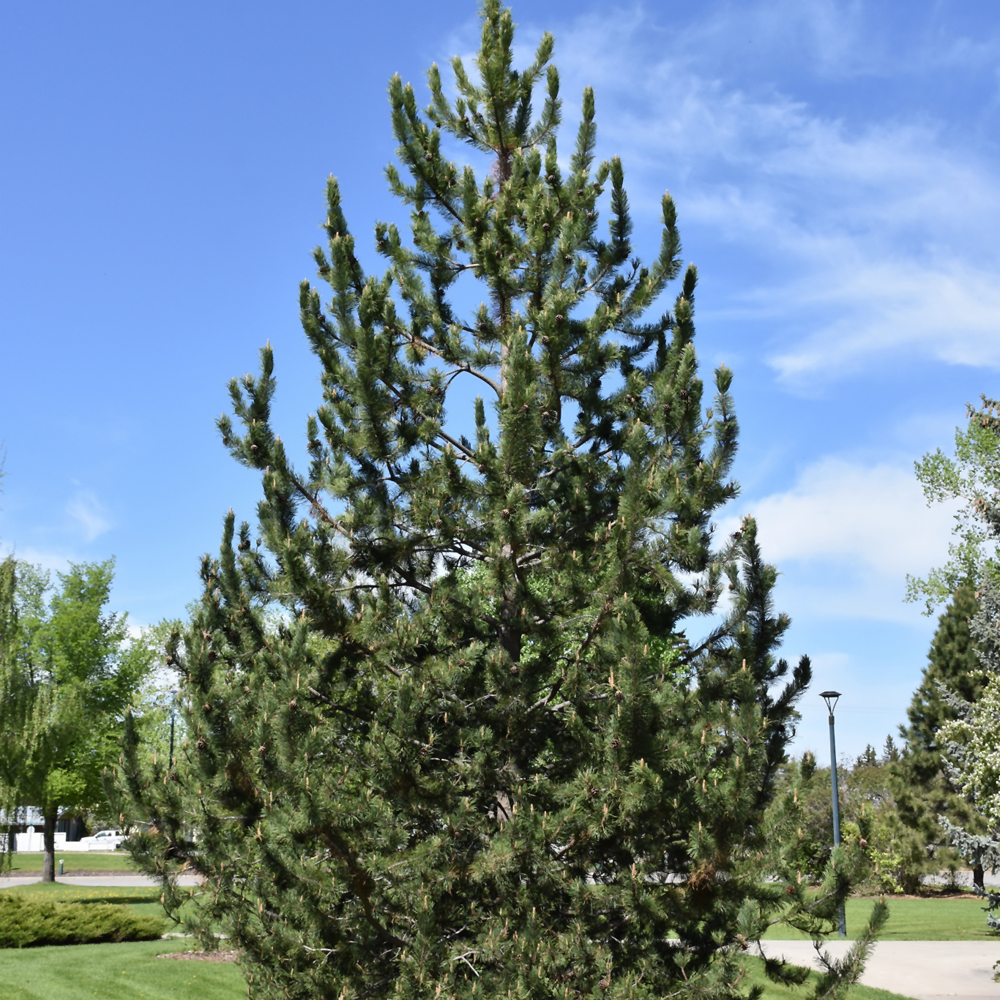 Mountain Pine (Pinus uncinata)
